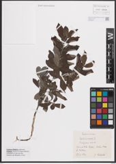 Foto von Salix cinerea L.